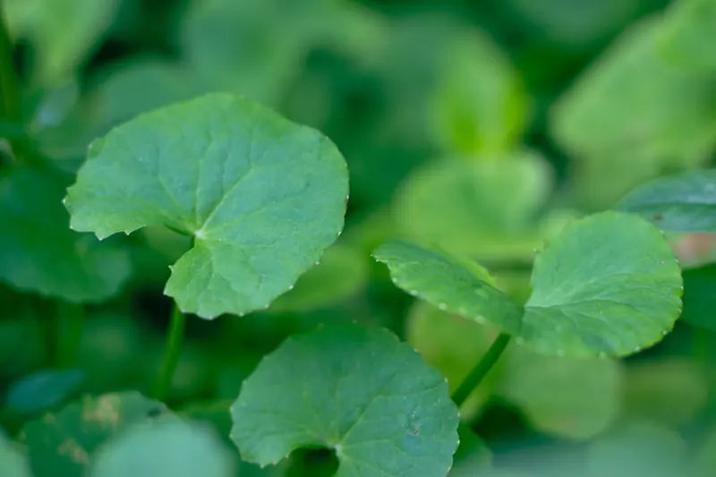 Centella Asiatica