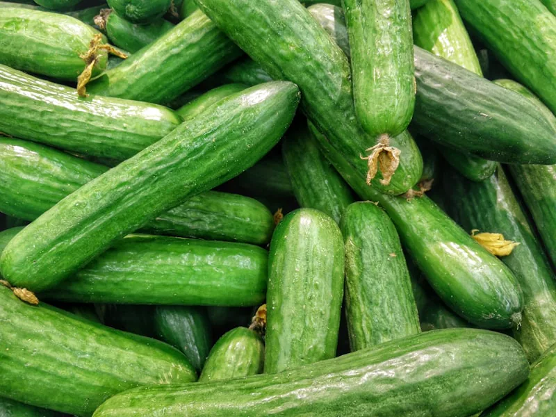 Cucumber Extract